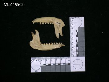 Media type: image;   Mammalogy 19502 Description: Image of skeleton specimen - lateral view. lateral view of mandible.;